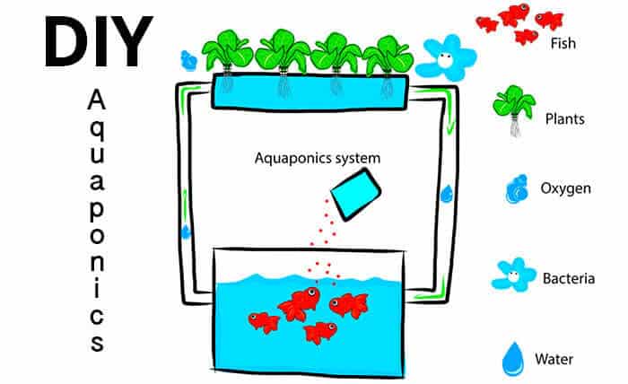 Aquaponics systems are actually surprisingly easy to make! If you don ...