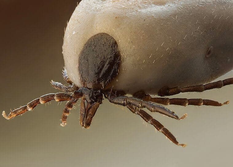 Close-up photo of an engorged tick
