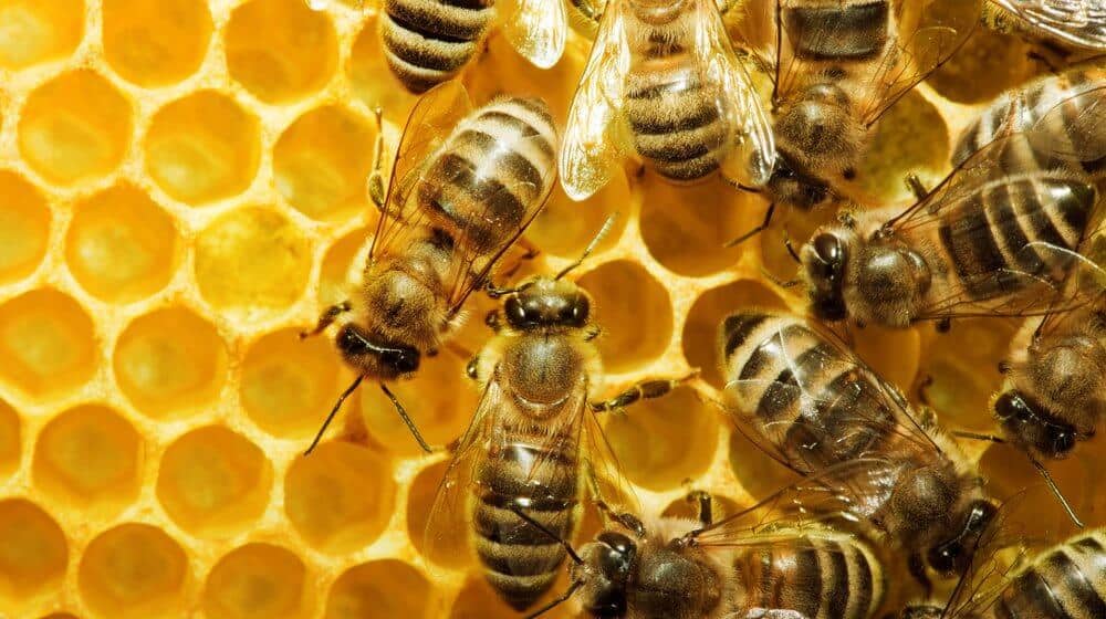 How To Get Rid Of Bees Naturally