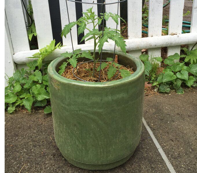 Potted tomato plant