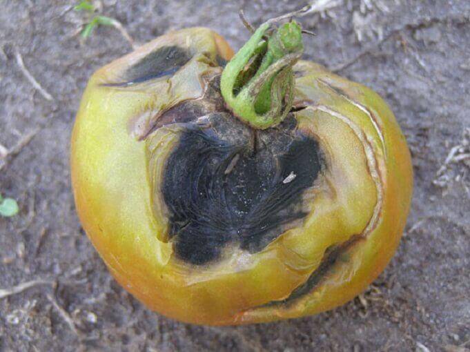 tomato early blight home remedy