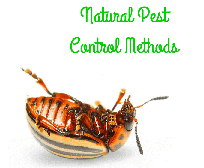 NATURAL Pest Control Methods