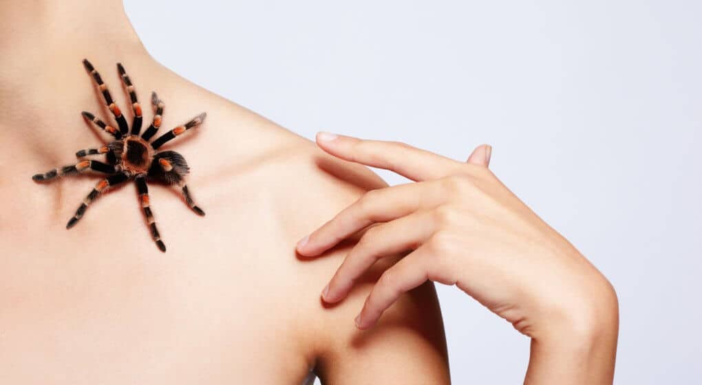 Does cedar oil repel spiders?
