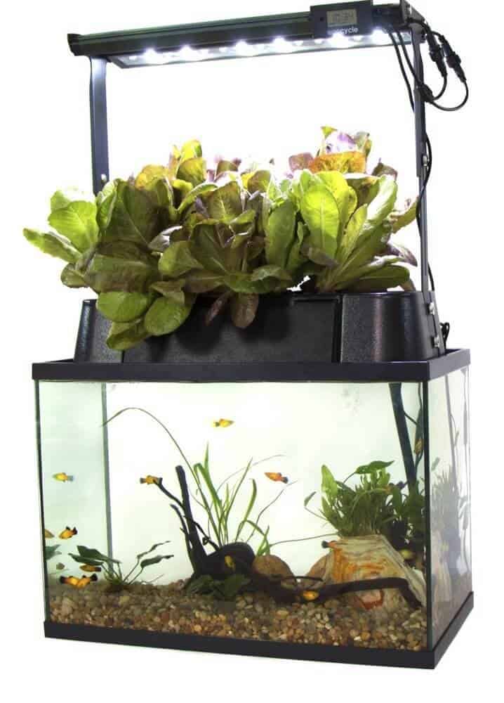 great fish tank design. i could sit and watch the fish for
