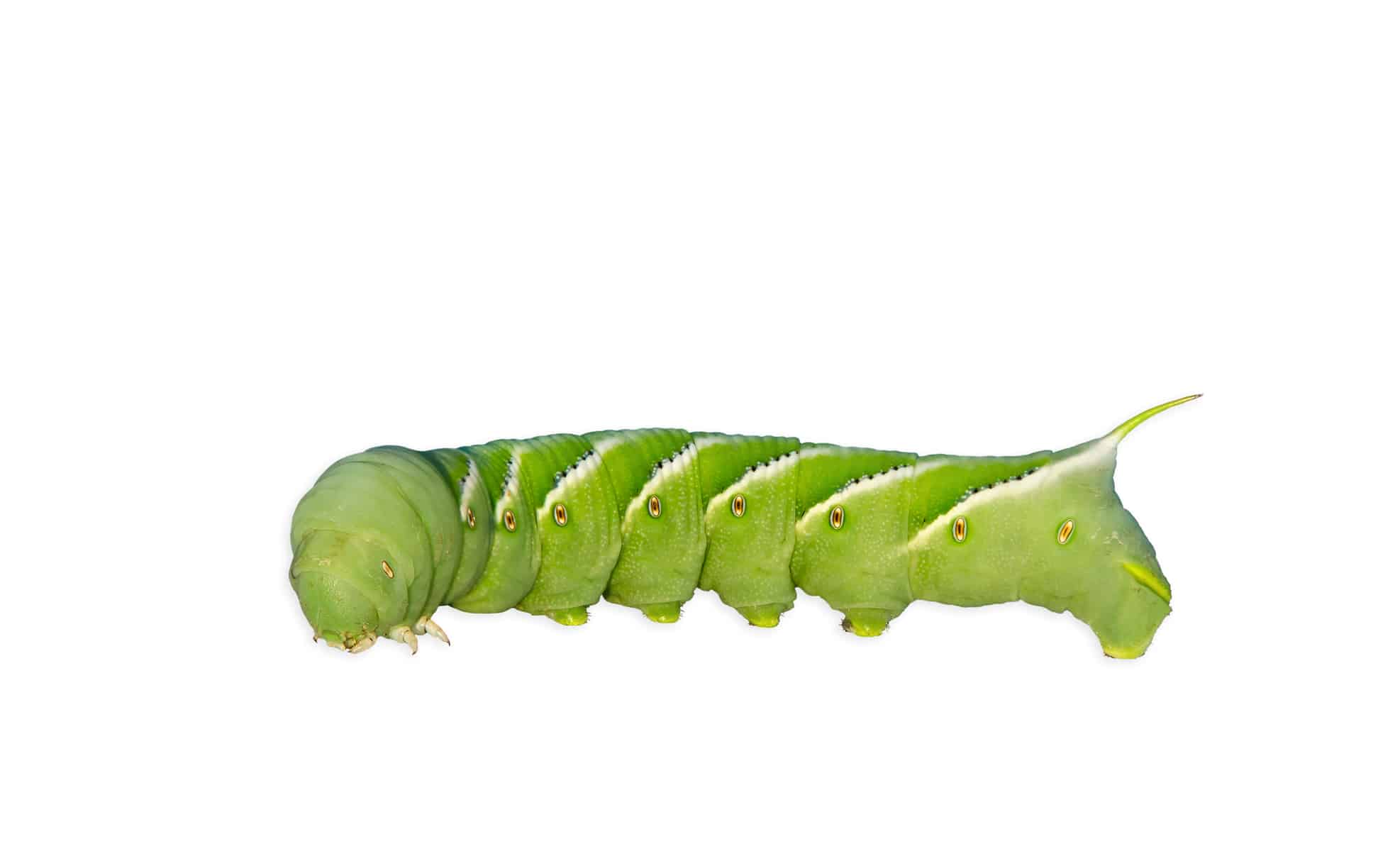 download green hornworm