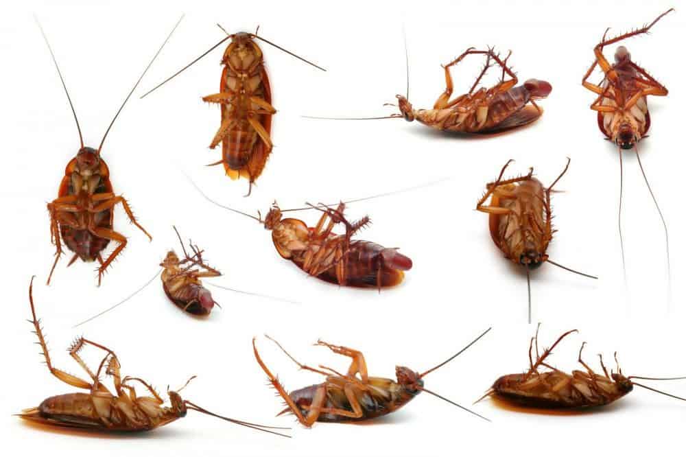 dead roaches